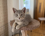 Кошки в Москве: Котенок в добрые руки Девочка, Бесплатно - фото 1