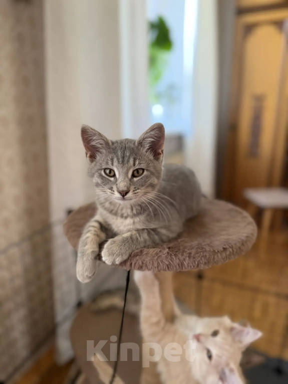 Кошки в Москве: Котенок в добрые руки Девочка, Бесплатно - фото 1