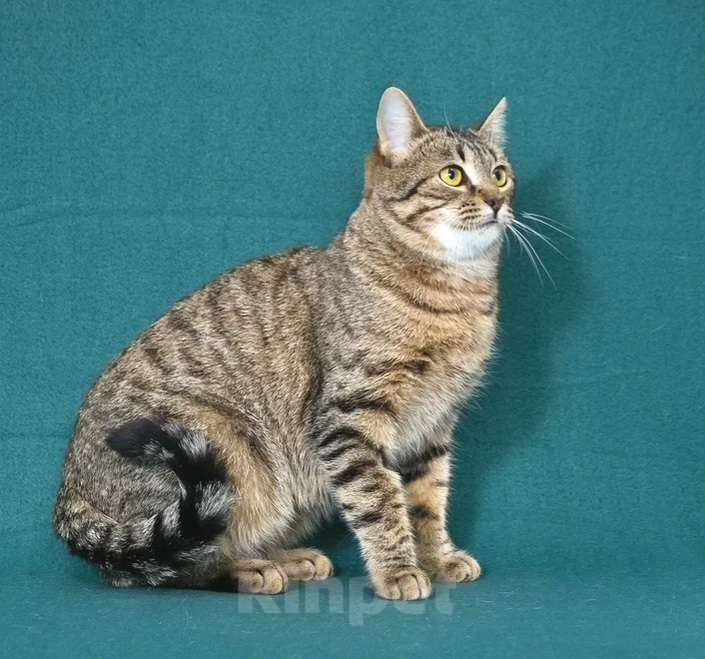 Кошки в Москве: Чудесная кошечка Яблонька ищет дом Девочка, Бесплатно - фото 3