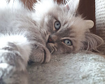 Кошки в Санкт-Петербурге: Невский маскарадный кот Мальчик, 35 000 руб. - фото 9