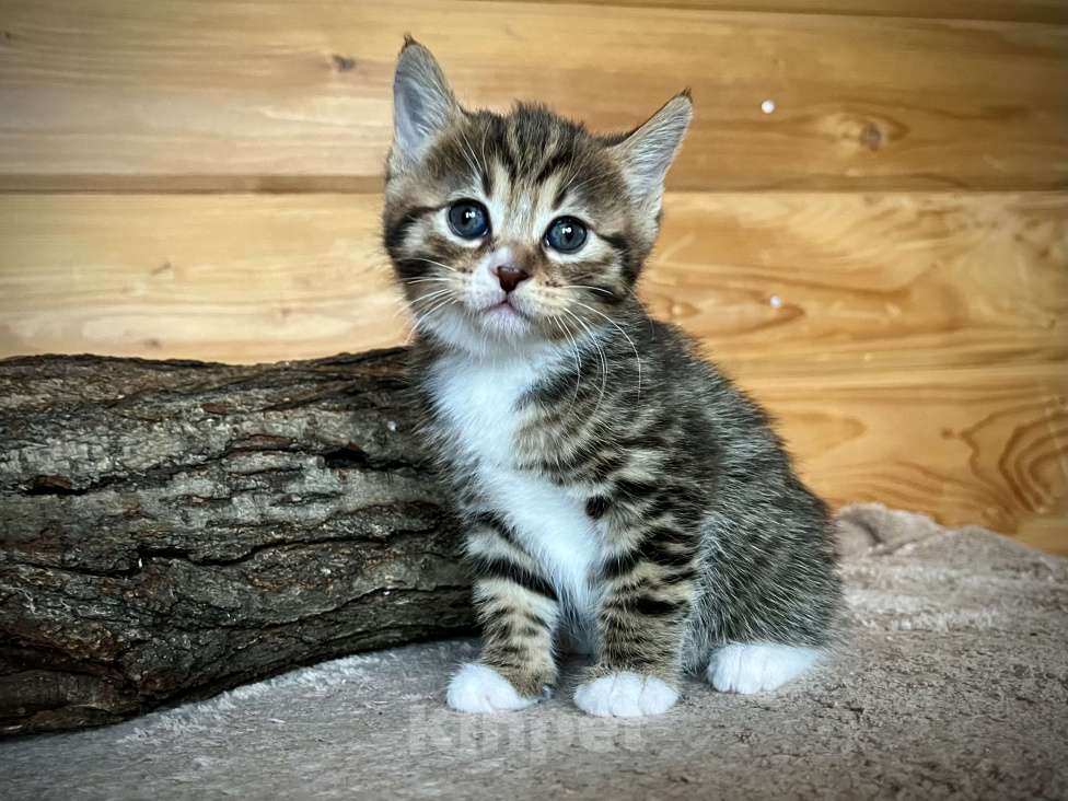 Кошки в других городах Московской области: Samsara Мальчик, 40 000 руб. - фото 3