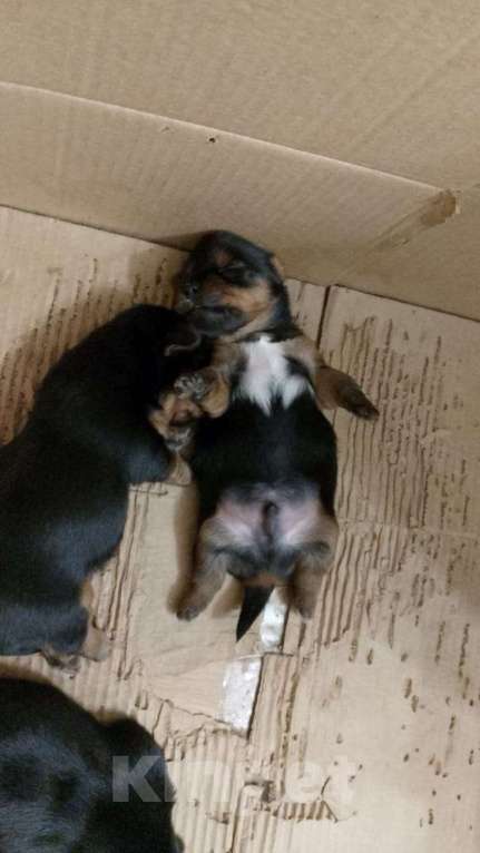 Собаки в Ростове-на-Дону: Йоркширский терьер  Девочка, 35 000 руб. - фото 4