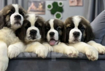 Собаки в Москве: Сенбернар Мальчик, 60 000 руб. - фото 5