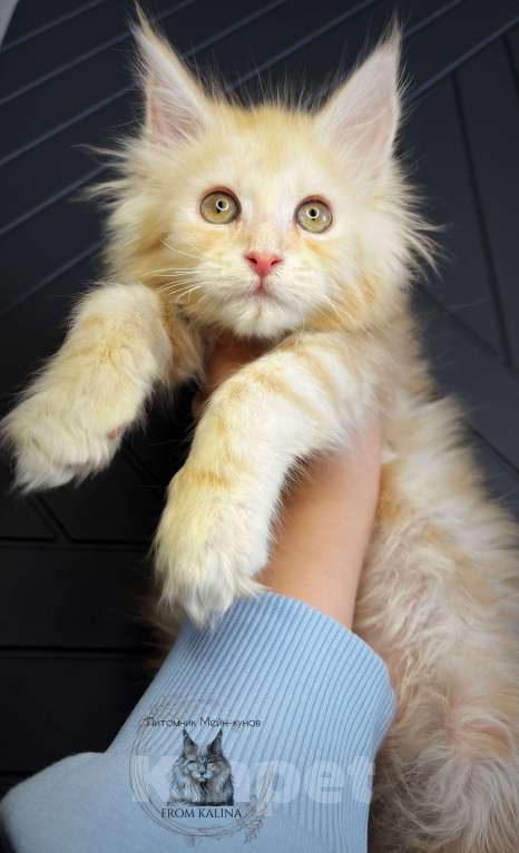 Кошки в Санкт-Петербурге: Котик красное серебро Мальчик, 30 000 руб. - фото 2