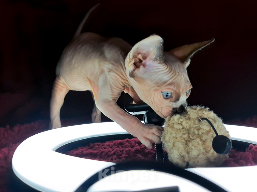 Кошки в Воронеже: Канадские сфинксы котята Мальчик, 10 000 руб. - фото 5