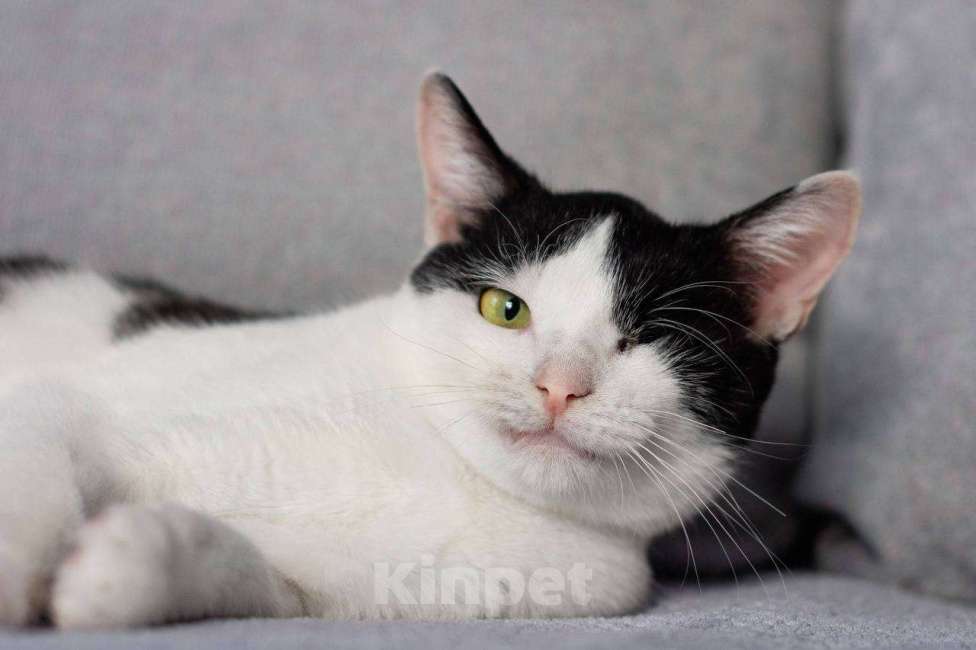 Кошки в Балашихе: Каспер, одноглазый котенок Мальчик, Бесплатно - фото 1