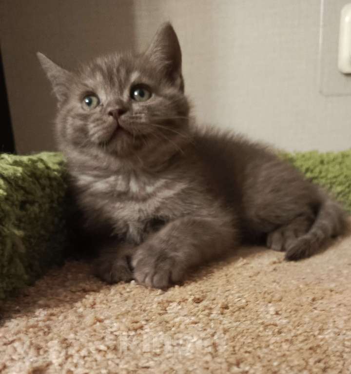 Кошки в Всеволожске: Шикарный малышок окрас шоколад Мальчик, 20 000 руб. - фото 1