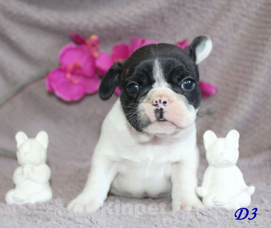Собаки в Брянске: Французский бульдог щенки Мальчик, 30 000 руб. - фото 1