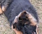 Собаки в Балашихе: шикарные щенки немецкой овчарки (д/ш) Мальчик, 70 000 руб. - фото 3