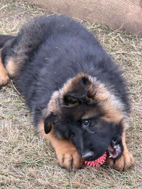 Собаки в Балашихе: шикарные щенки немецкой овчарки (д/ш) Мальчик, 70 000 руб. - фото 3