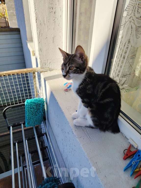 Кошки в других городах Краснодарского края: Очаровательная кошечка курильский бобтейл Девочка, 10 000 руб. - фото 5