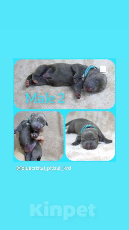 Собаки в Москве: Щенки американского питбуль терьера Мальчик, 70 000 руб. - фото 4