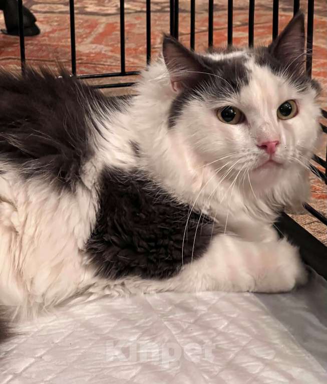 Кошки в Москве: Зефирка ищет своего человека Мальчик, Бесплатно - фото 4