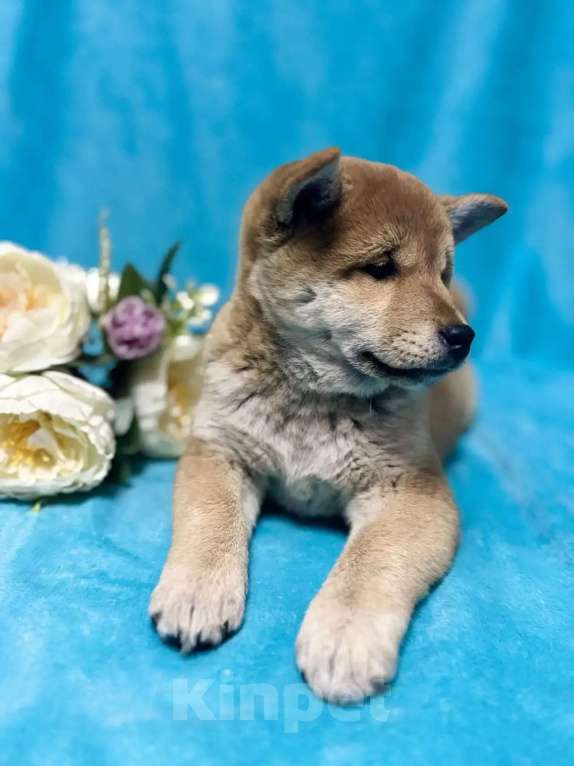 Собаки в Электрогорске: Щенки Сиба Ину Мальчик, 45 000 руб. - фото 7