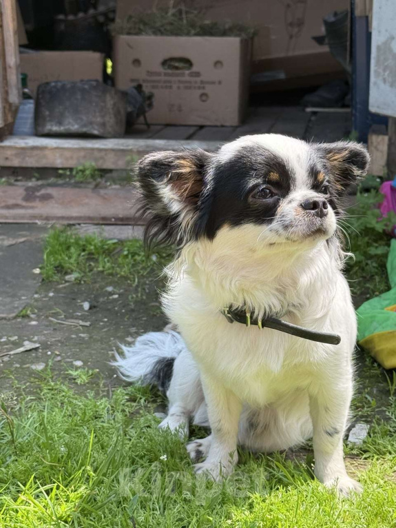 Собаки в Вяземском: Вязка кобель чихуахуа длинношёрстный  Мальчик, Бесплатно - фото 6