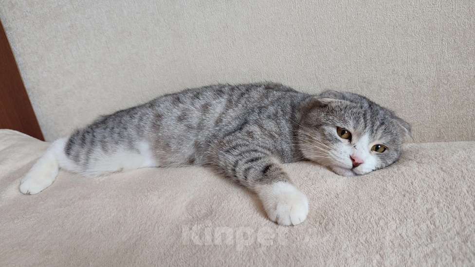 Кошки в Нижнем Новгороде: котик из домашнего приюта Мальчик, Бесплатно - фото 2