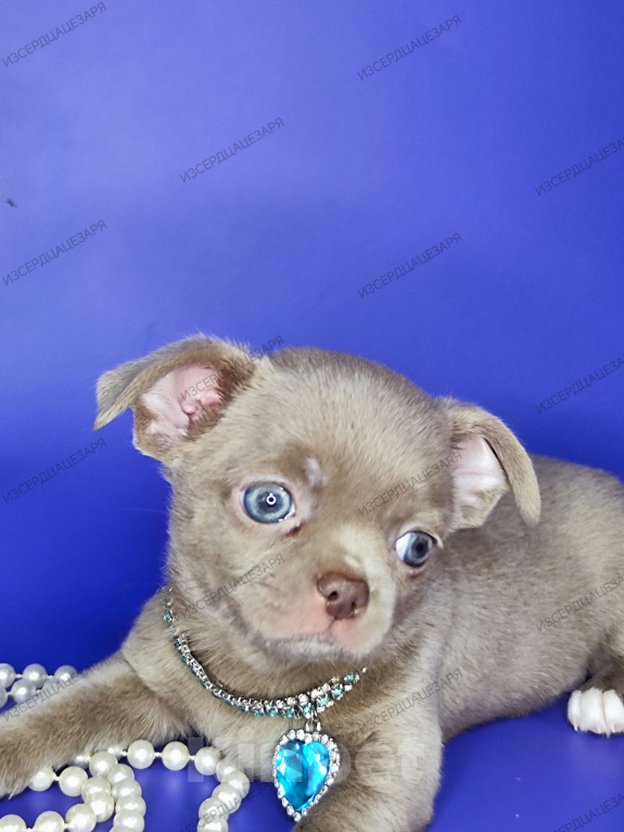 Собаки в Москве: Лиловое облачко мальчик Мальчик, 45 000 руб. - фото 5