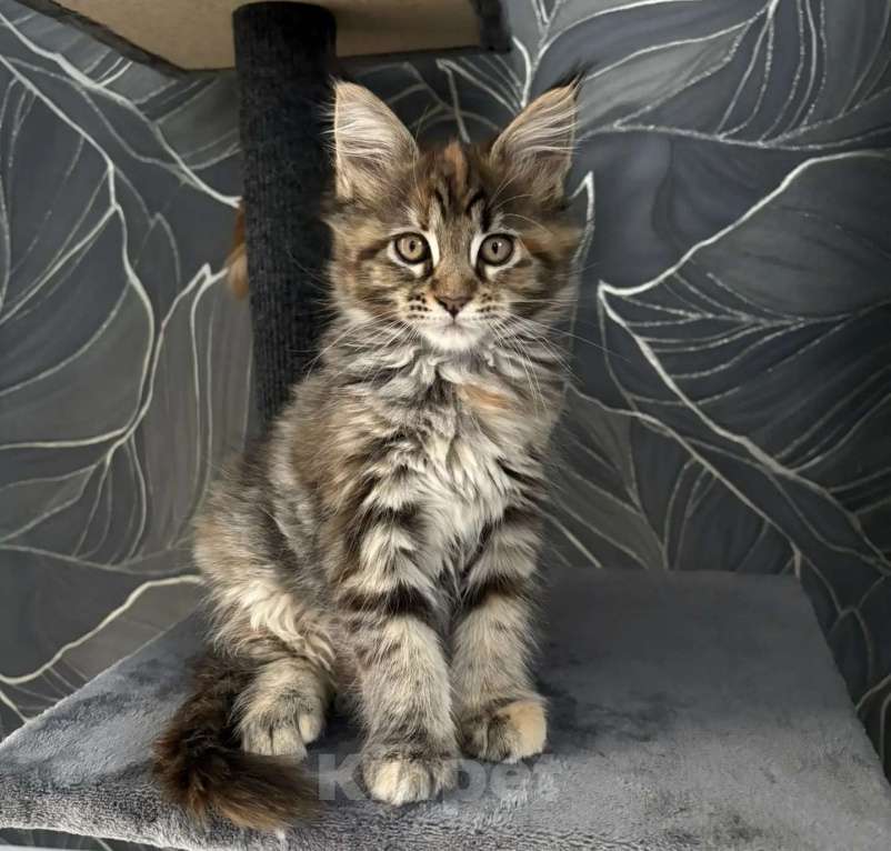 Кошки в Оренбурге: Продам Девочка, 20 000 руб. - фото 1