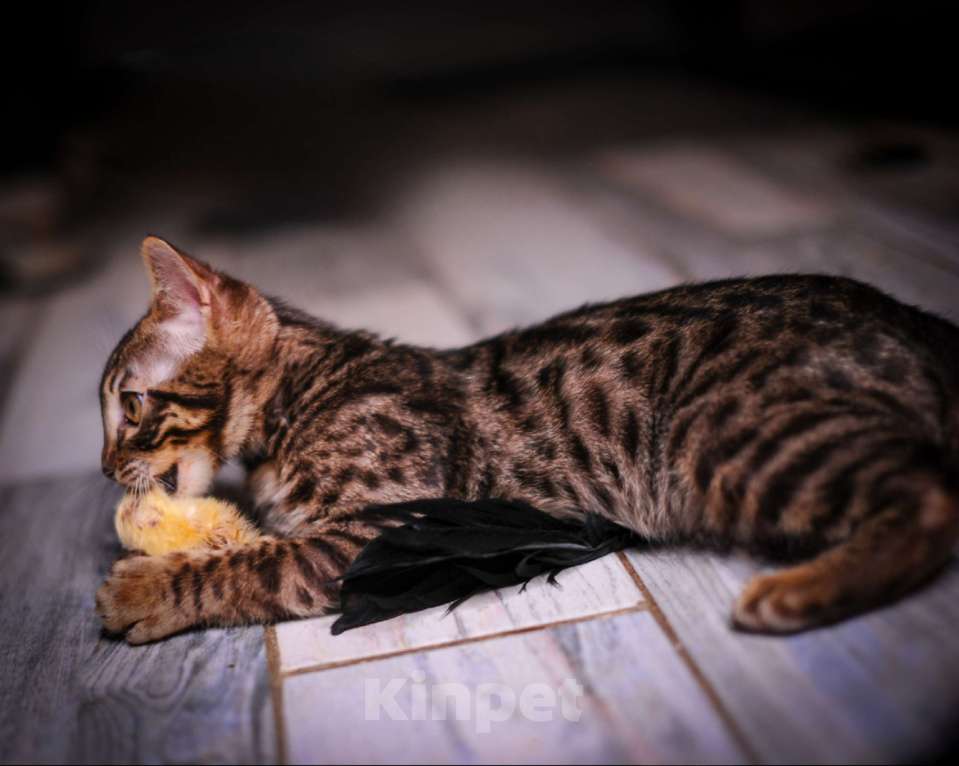 Кошки в Москве: Бенгальский котенок алк ф3 Мальчик, 35 000 руб. - фото 1