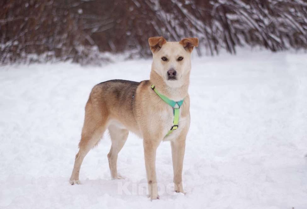Собаки в Москве: Общительный улыбчивый Дюшес в поисках дома Мальчик, Бесплатно - фото 3