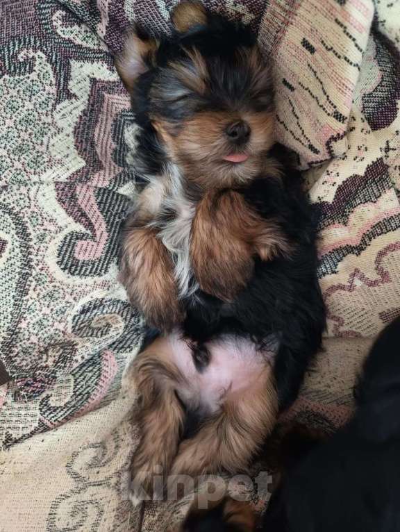 Собаки в Сочи: Щенки Мальчик, 25 000 руб. - фото 1