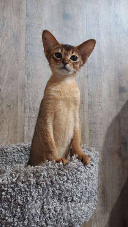Кошки в Москве: Абиссинская девчушка Девочка, 60 000 руб. - фото 2