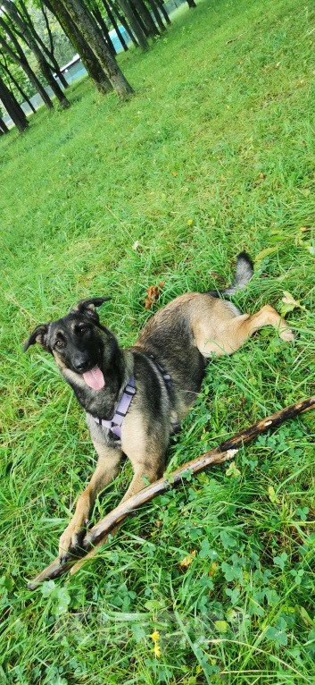 Собаки в Санкт-Петербурге: Бельгийская малинуа-метис 🐶 Ищем дом для нашей собачки Девочка, Бесплатно - фото 4