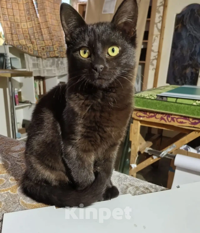 Кошки в Рязани: Котенок девочка Девочка, Бесплатно - фото 4