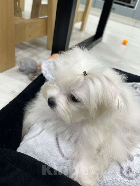 Собаки в Вологде: Мальтийская болонка, щенок Мальчик, 75 000 руб. - фото 1