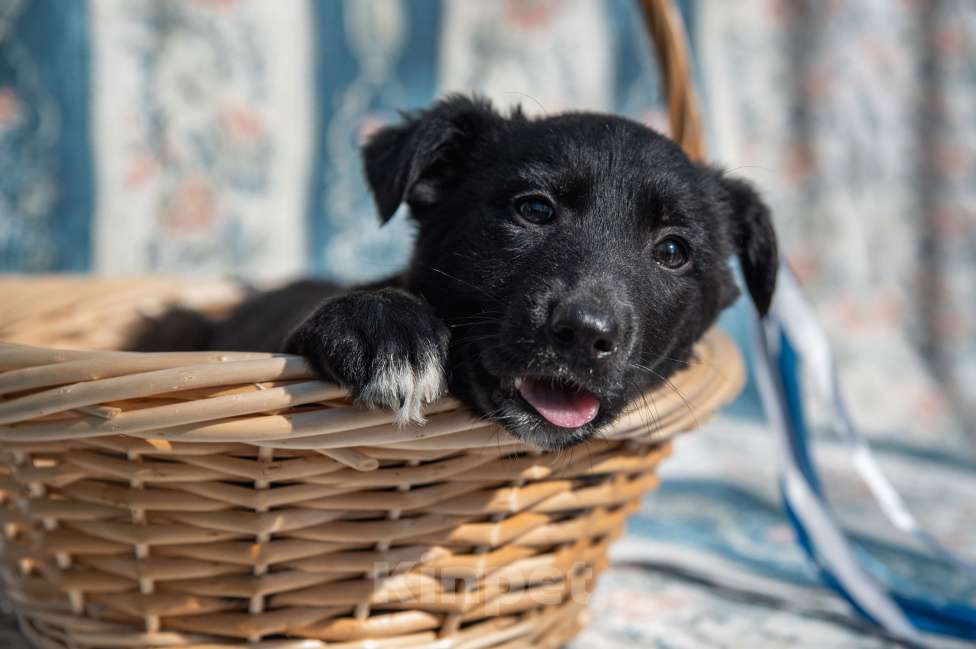 Собаки в Москве: Щенок 2х месяцев Бирма в добрые руки Девочка, Бесплатно - фото 1