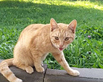 Кошки в Москве: Талисман на удачу. Рыжий котик ищет дом Мальчик, Бесплатно - фото 3