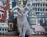 Кошки в Ульяновске: Британская кошечка Девочка, 25 000 руб. - фото 3