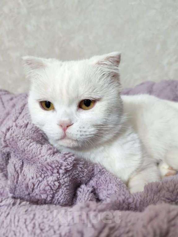 Кошки в Москве: Шотландская вислоухая кошечка цвета первого снега ищет дом! ❄️ Девочка, Бесплатно - фото 3