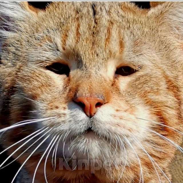 Кошки в Москве: Пиксибоб котята Мальчик, 50 000 руб. - фото 2