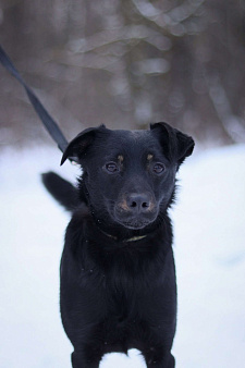 Рони очень нужен дом 