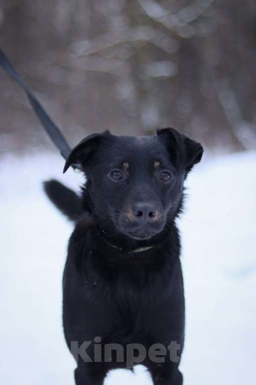 Собаки в Москве: Рони очень нужен дом  Мальчик, Бесплатно - фото 1