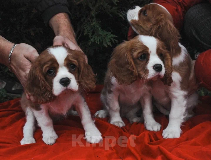 Собаки в Санкт-Петербурге: Мальчик Мальчик, Бесплатно - фото 1