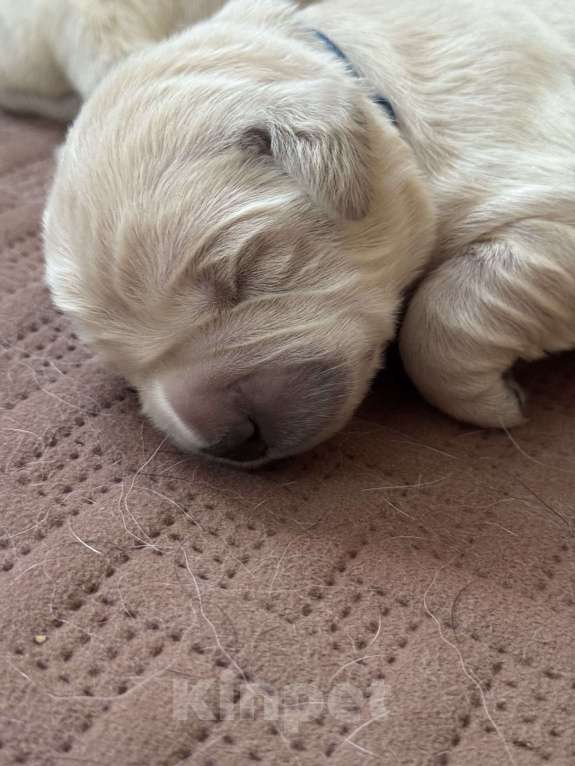 Собаки в Челябинске: Золотистый ретривер Мальчик, 80 000 руб. - фото 10