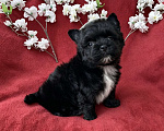 Собаки в Москве: Чёрный йорк мальчик стандарт кукольный Мальчик, 80 000 руб. - фото 6