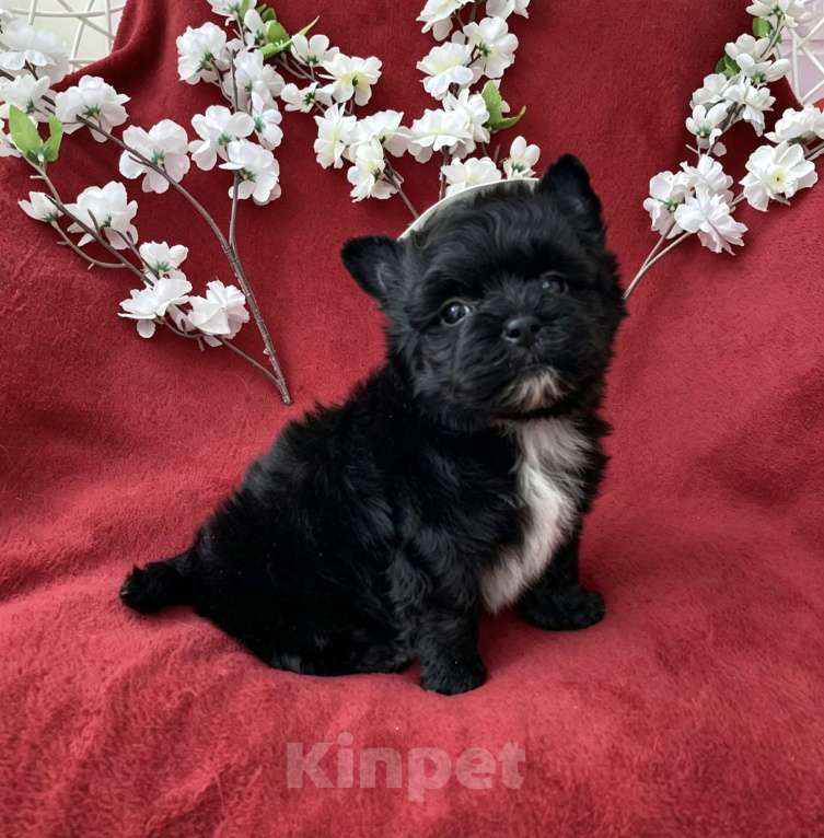 Собаки в Москве: Чёрный йорк мальчик стандарт кукольный Мальчик, 80 000 руб. - фото 6