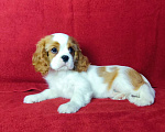 Собаки в Санкт-Петербурге: Красивый мальчик кавалер Кинг Чарльз спаниель Мальчик, 95 000 руб. - фото 4