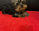 Собаки в Москве: Йоркширский  терьер  Очаровательная  Девочка Девочка, 45 000 руб. - фото 2