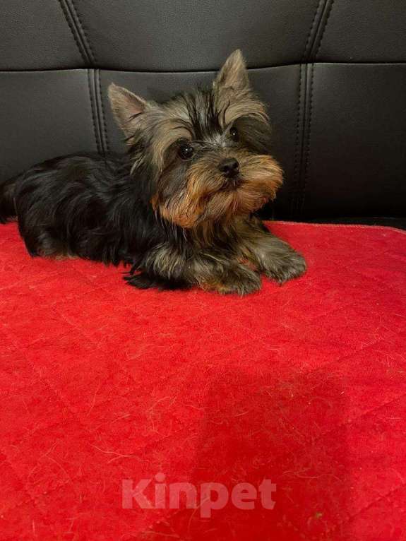 Собаки в Москве: Йоркширский  терьер  Очаровательная  Девочка Девочка, 45 000 руб. - фото 2