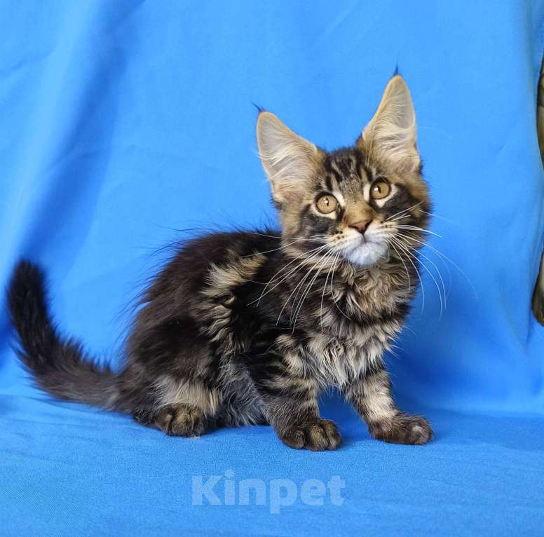 Кошки в Москве: Котенок Мейн-кун Мальчик Мальчик, 30 000 руб. - фото 5