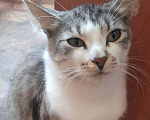 Кошки в Москве: Красивый котик Маркиз Мальчик, Бесплатно - фото 3
