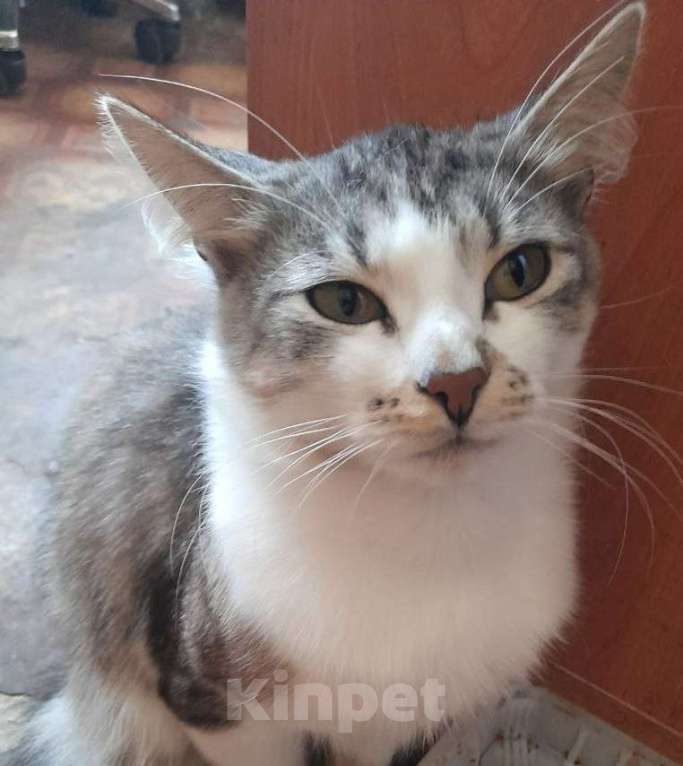 Кошки в Москве: Красивый котик Маркиз Мальчик, Бесплатно - фото 3