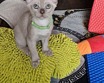 Кошки в Санкт-Петербурге: Бурманские котята Девочка, 50 000 руб. - фото 1