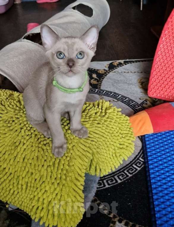 Кошки в Санкт-Петербурге: Бурманские котята Девочка, 50 000 руб. - фото 1