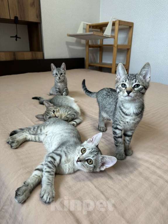 Кошки в Москве: Котятки ищут семью - любящих и добрых хозяев Мальчик, Бесплатно - фото 6