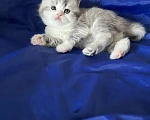 Кошки в Новосибирске: Продам шотландских котят Разнополые, Бесплатно - фото 3
